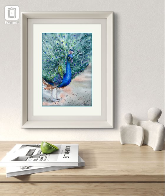 Peacock in full splendour
