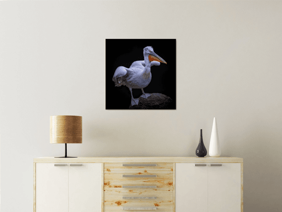 Dalmatian Pelican on a rock