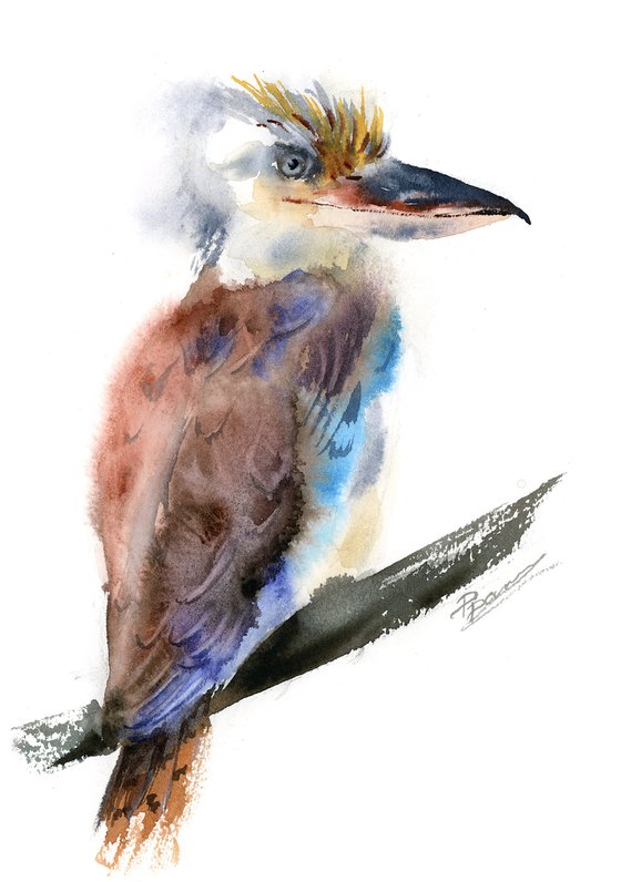 Kookaburra