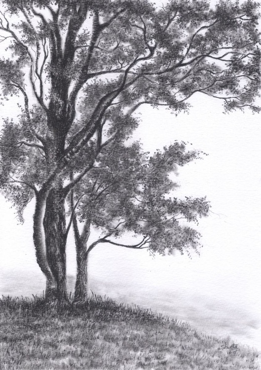 Gambel Oak Tree Pencil Drawing Artfinder