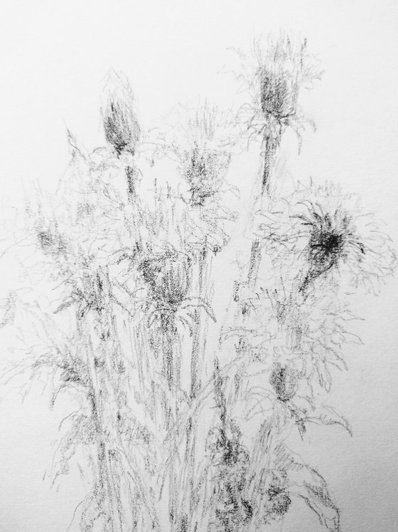 Dandelions. Original drawing