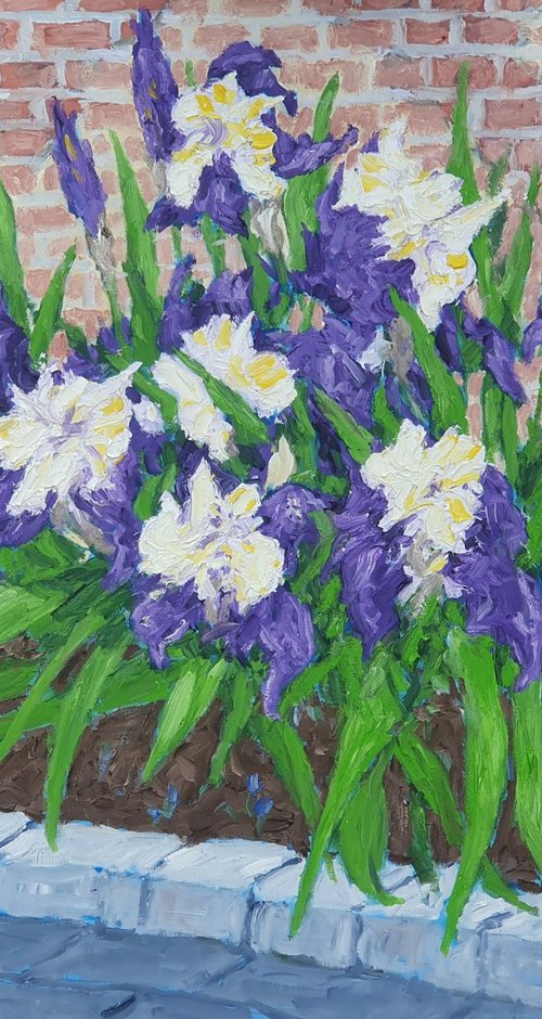 irises 5 by Colin Ross Jack