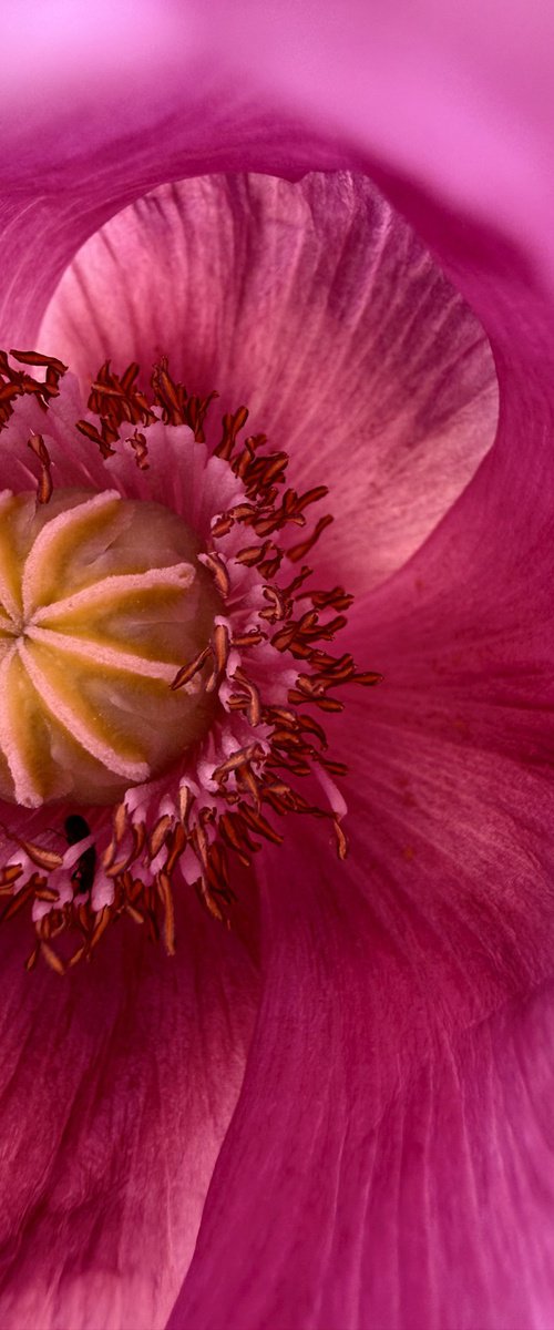 Inside the purple poppy by Nektaria Thalia