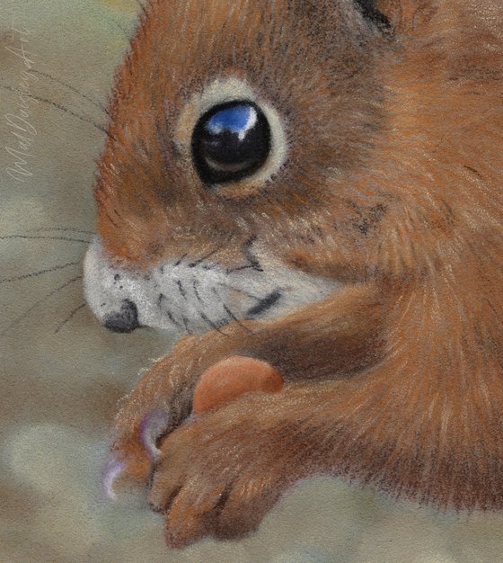 A Red Squirrel