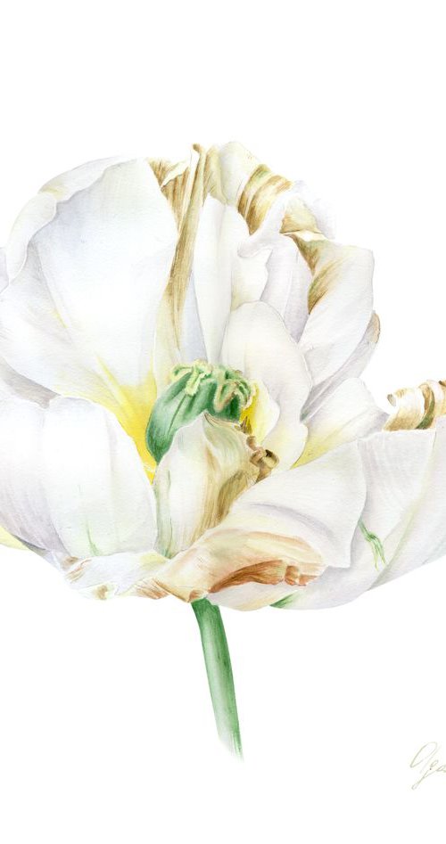 White Tulip by Olga Koelsch