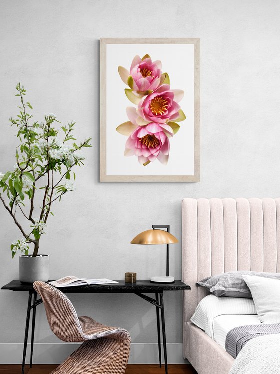 Blush Pink Water Lilies