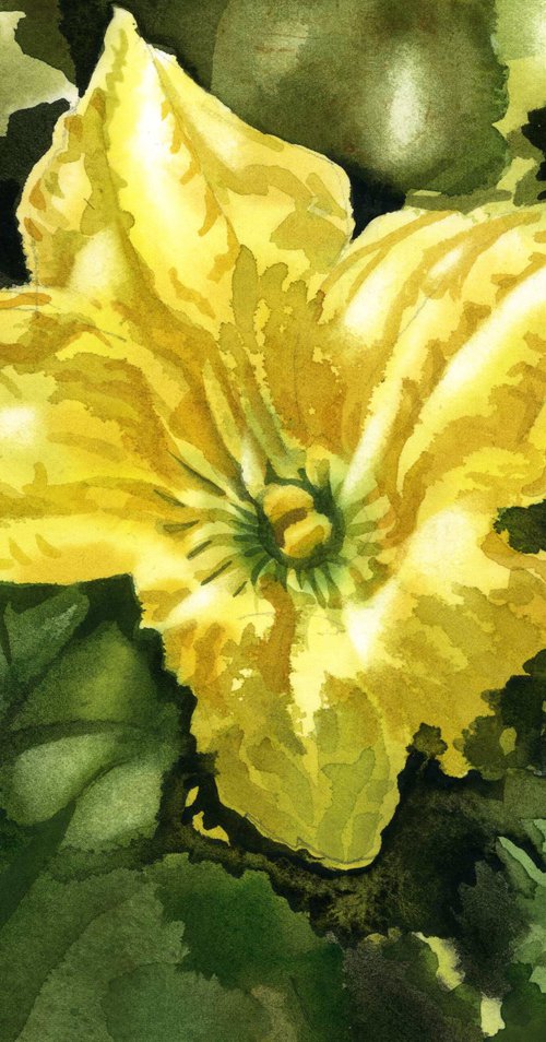 squash blossom watercolor floral by Alfred  Ng