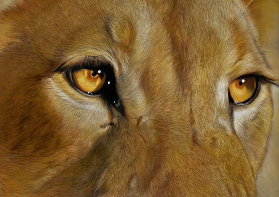 Lioness