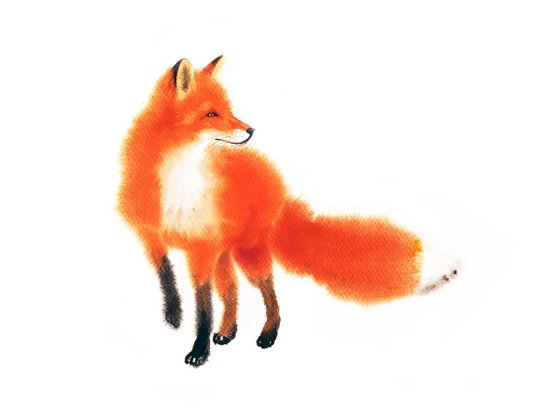 A Very Busy Fox – Red Fox – Fox in winter