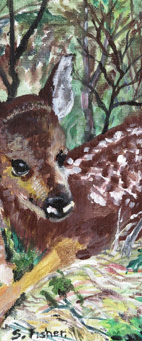 roe deer fawn by Sandra Fisher