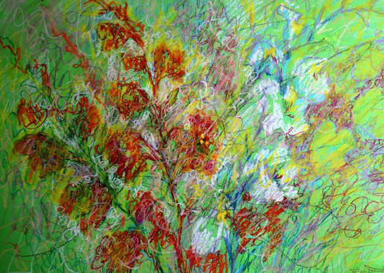 Gladiolus