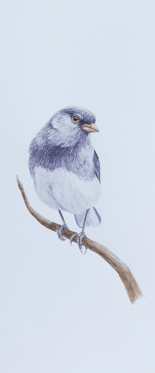 Little gray bird by Karina Danylchuk
