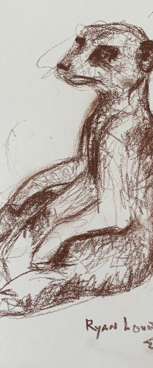 Meerkat - Wildlife Dr... by Ryan  Louder