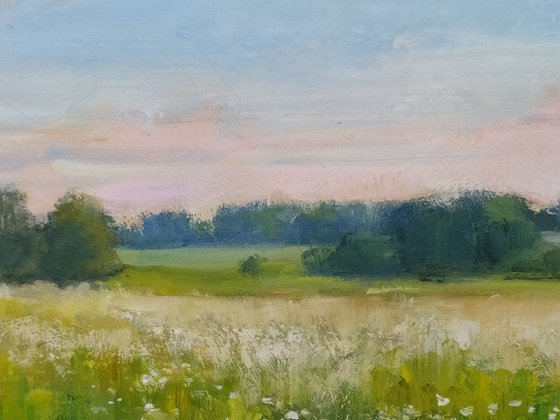 Field of daisies