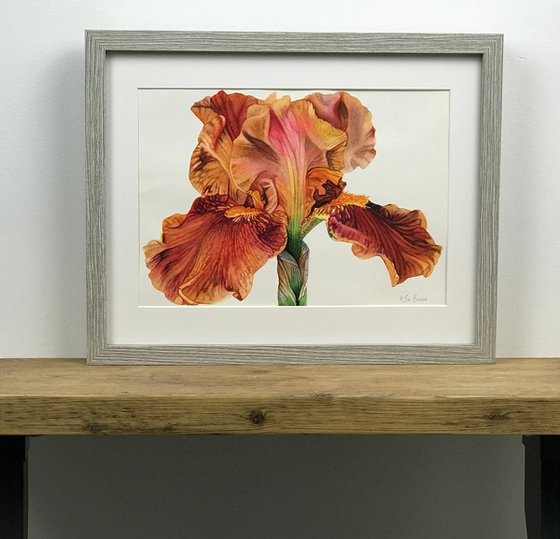 Orange Iris