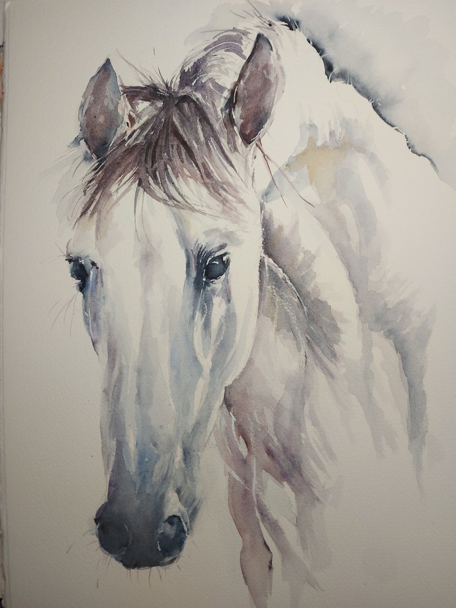 White horse by Sue  Green