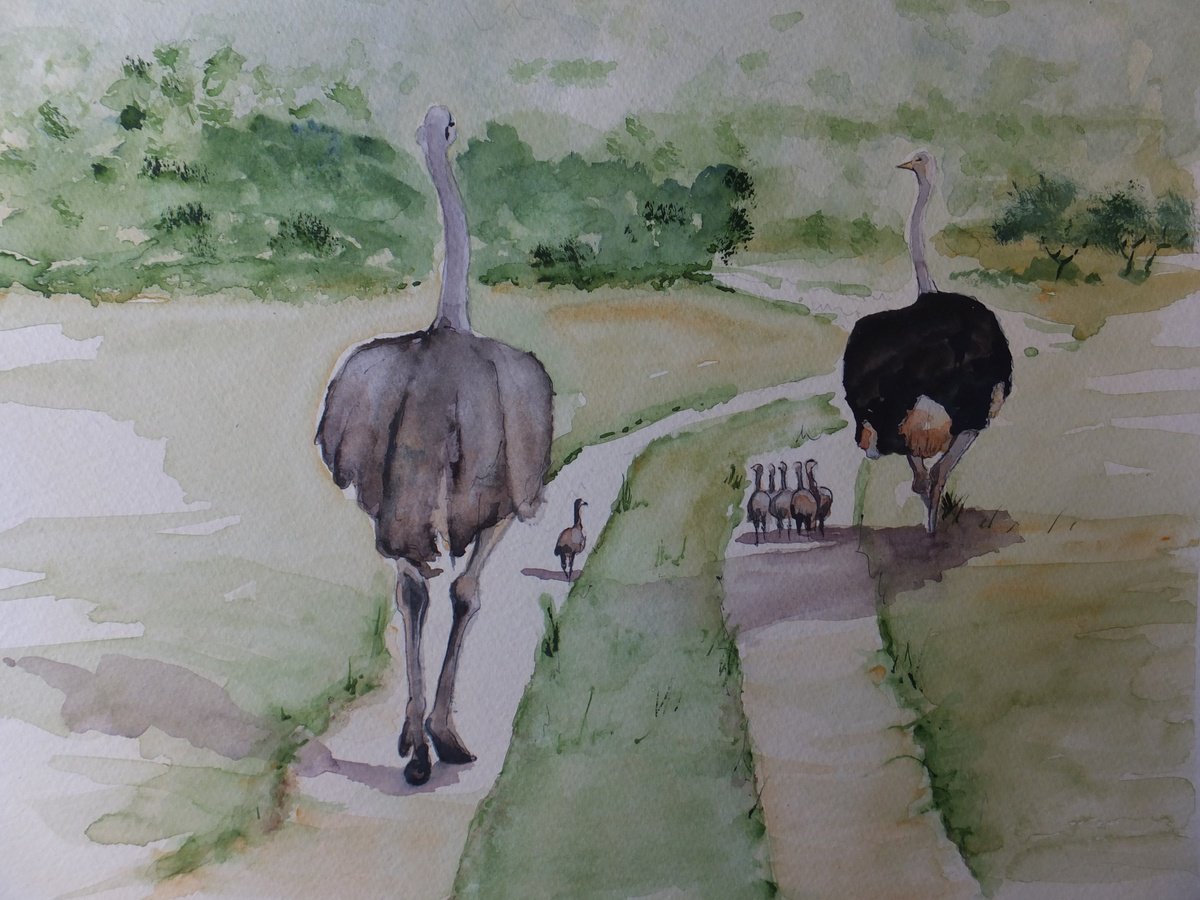 Photorealistic Animal Watercolour By David Harmer, 19 X 15, Ostrich Family, Original Artwork