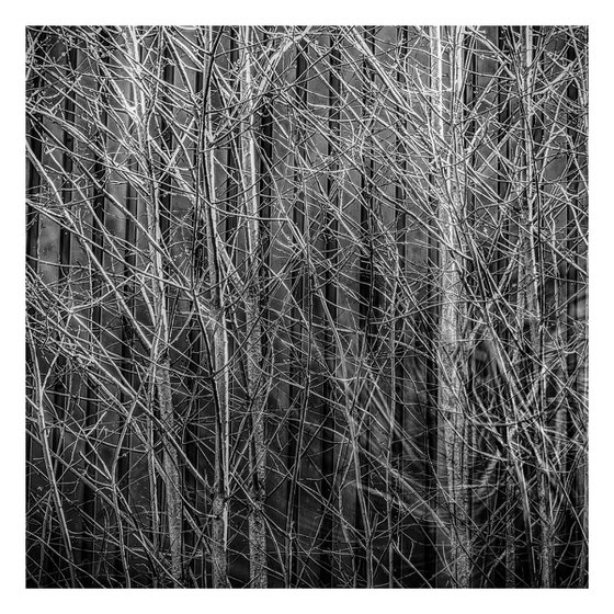 Twigs and Branches. Limited Edition Impressionist Photograph #1/10