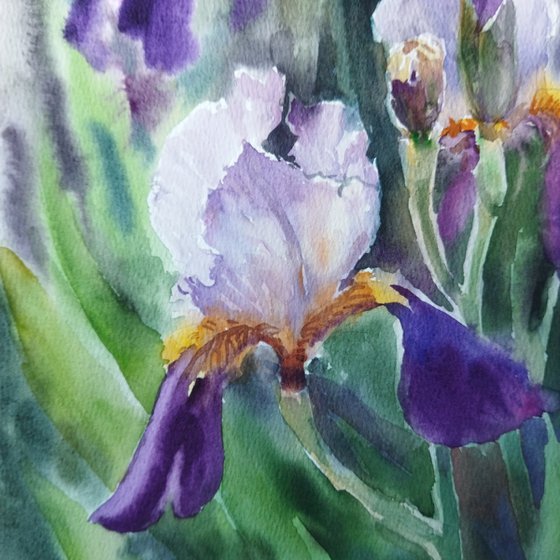 Iris flowers