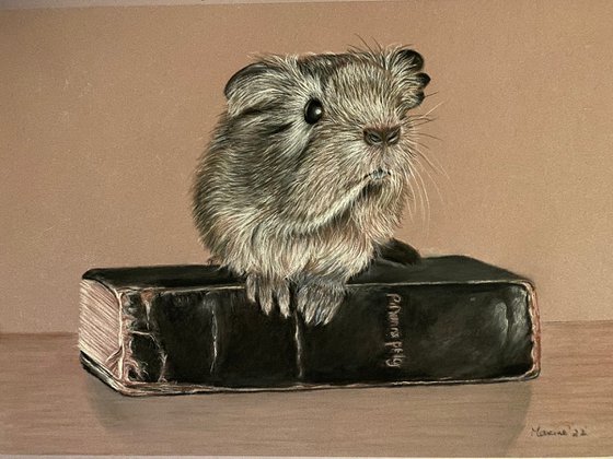 Guinea pig