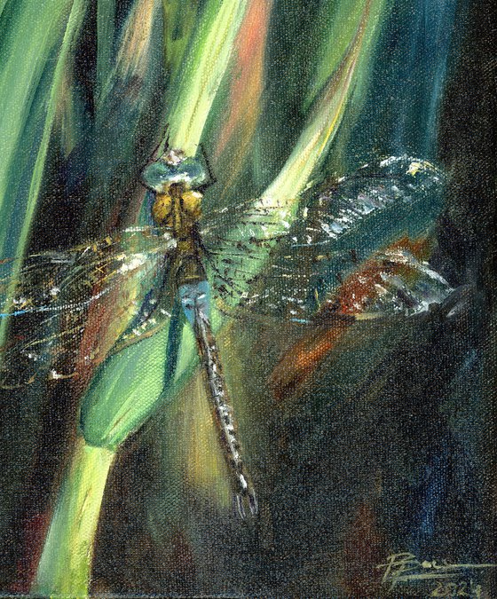 Enchanted Dragonfly