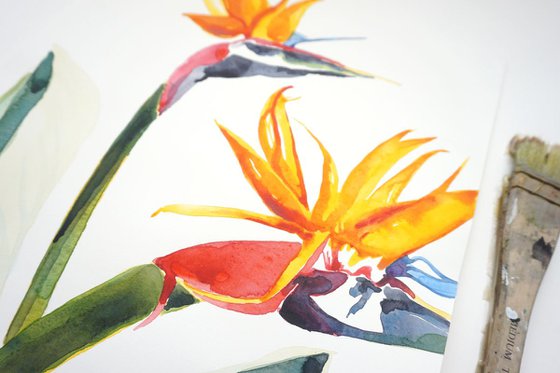 Birds of Paradise Plant Flowers Watercolour Painting