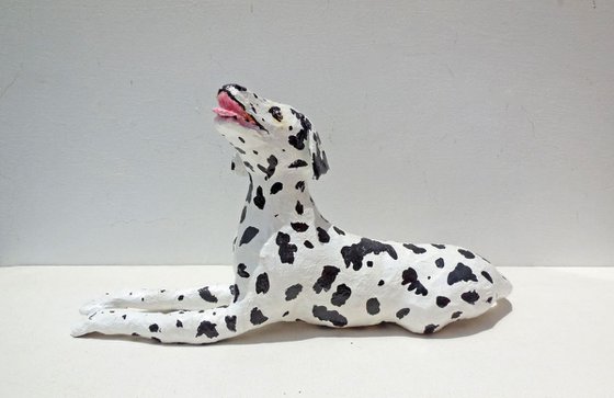 Dalmatian Dog