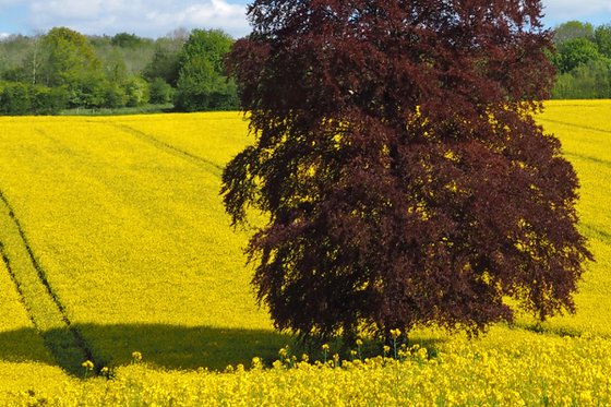 Spring in the Meon Valley