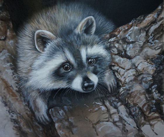 Peeping Raccoon 12x10