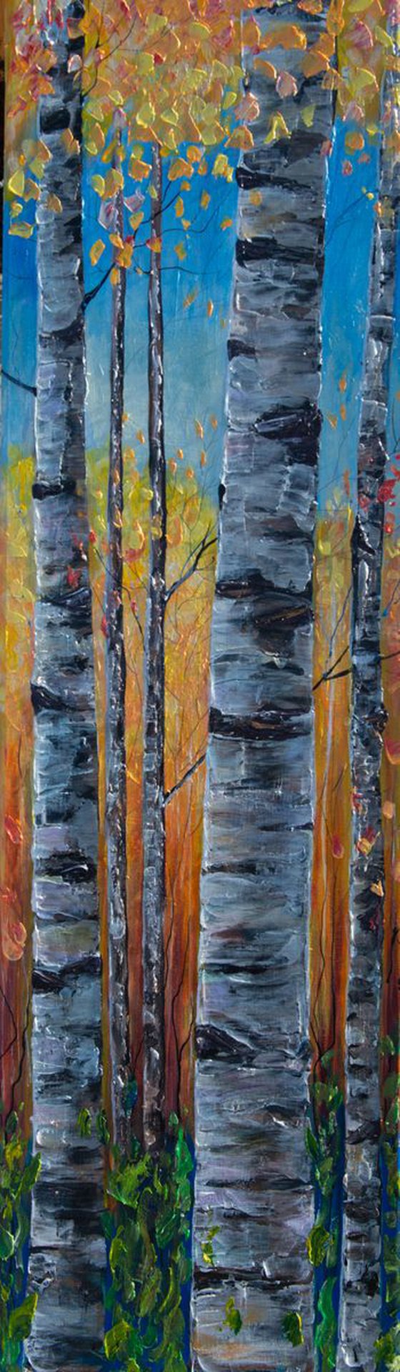 Colorado Aspen 1