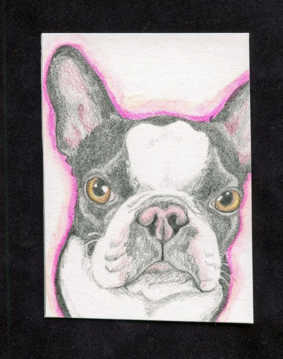 ACEO ATC Original Colored Pencil Art-French Bulldog Dog-Carla Smale