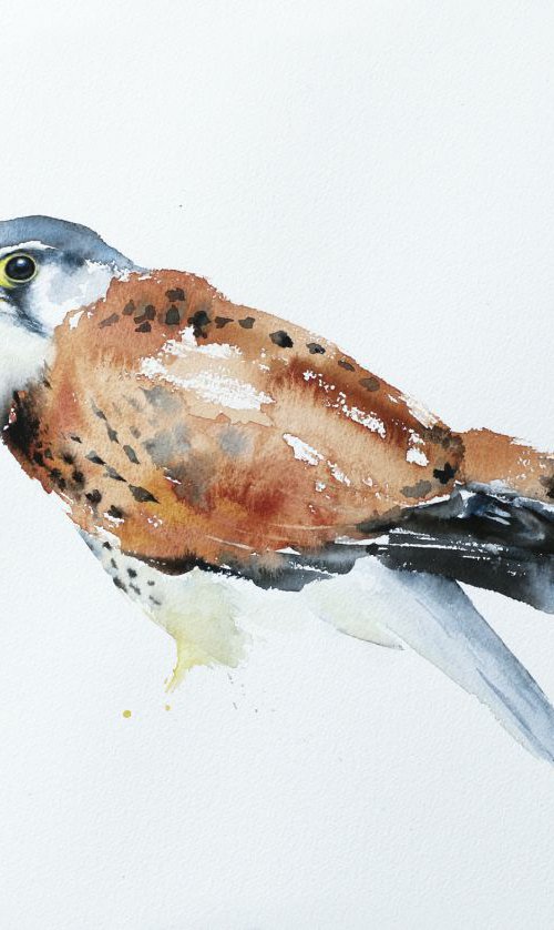 Common Kestrel (Falco tinnunculus) by Andrzej Rabiega
