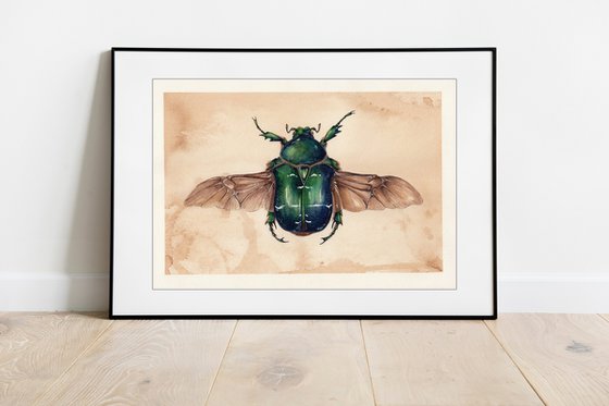 Cetonia aurata, the rose chafer