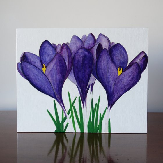 Purple Crocus