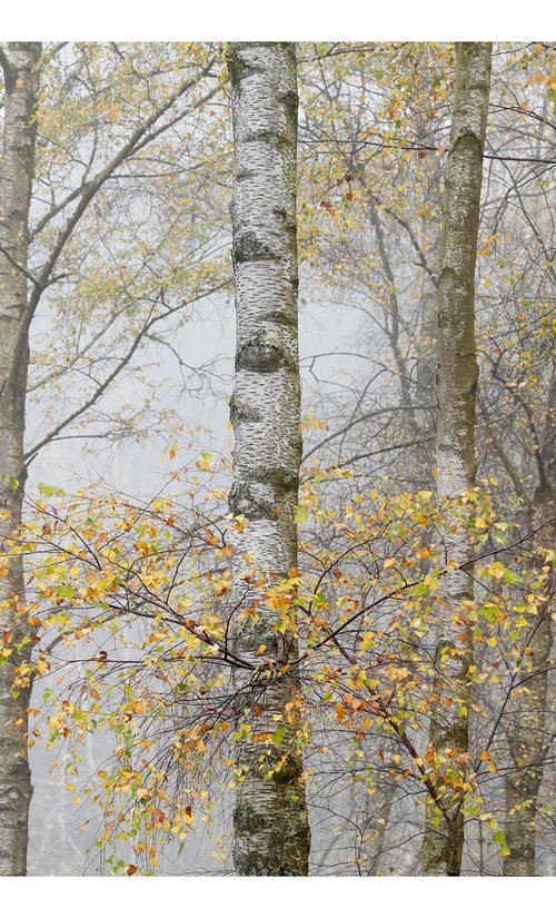November Birches by David Baker