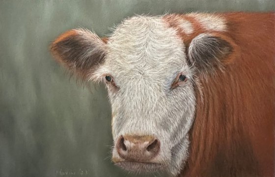 Hereford cow