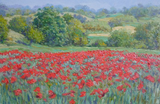 Field of poppies in Tuscany