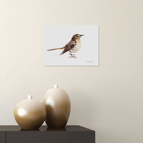 Palm Warbler, Songbird