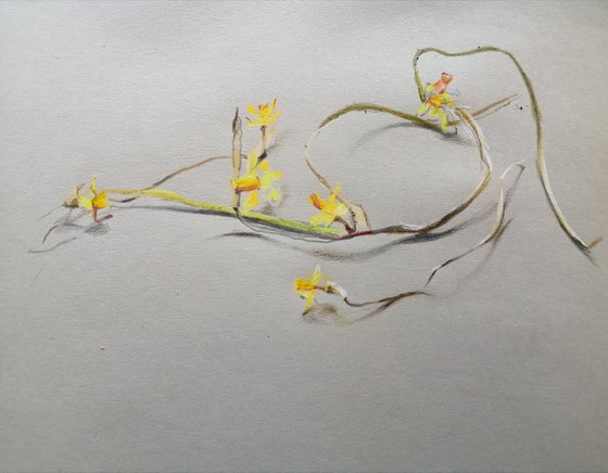 Spent daffodils
