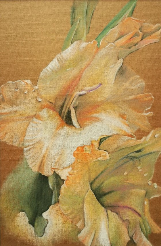 Gladiolus