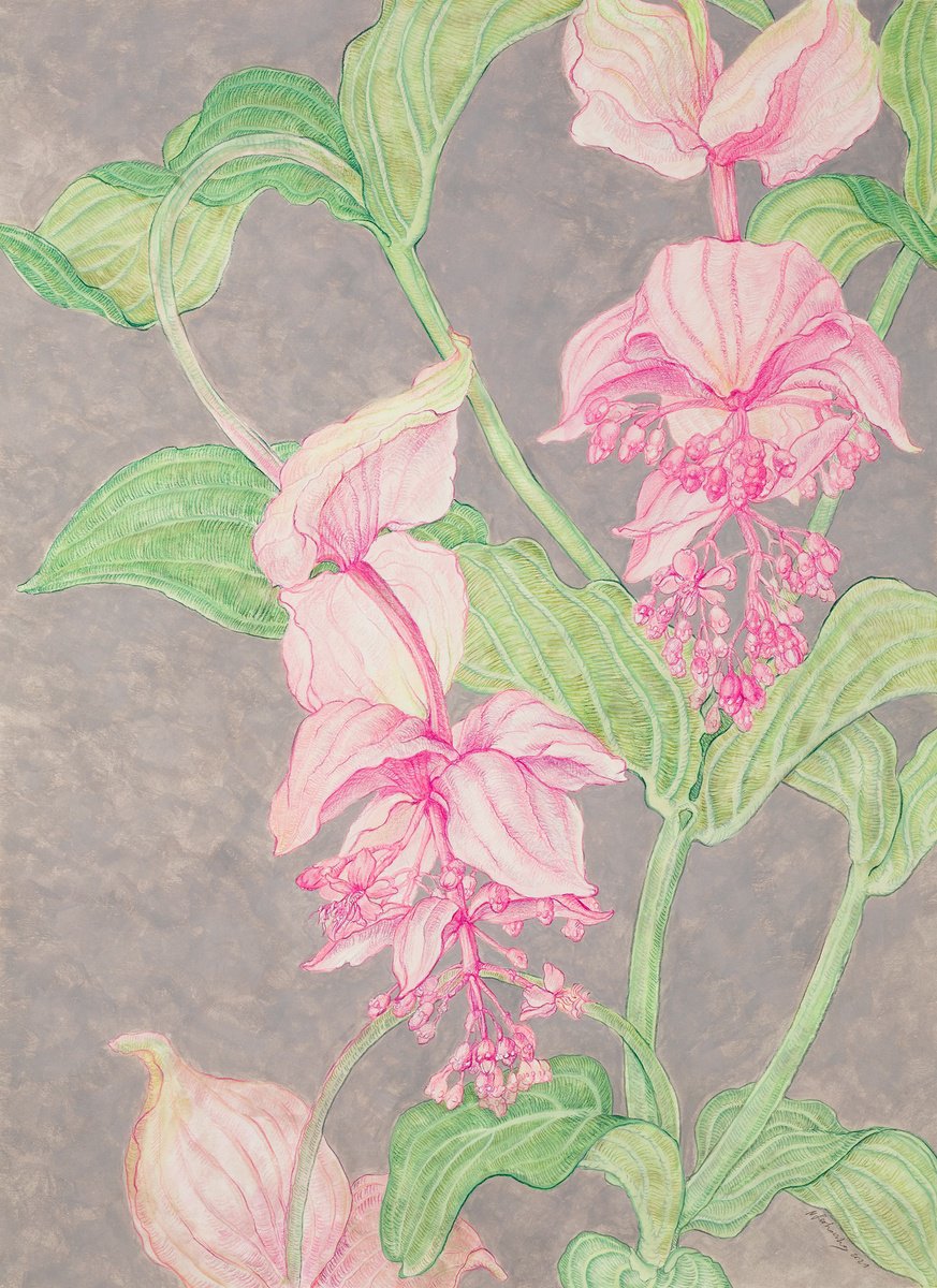 Illustrative Botanical Painting By Natalie Levkovska, 20 X 28", Medinilla I, Original Artwork