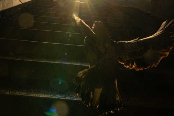 Freedom