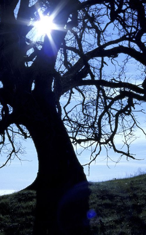 Blue Tree by James Cooper Images