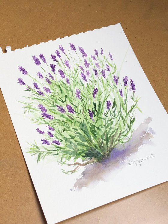 Sketch of Lavender from my garden