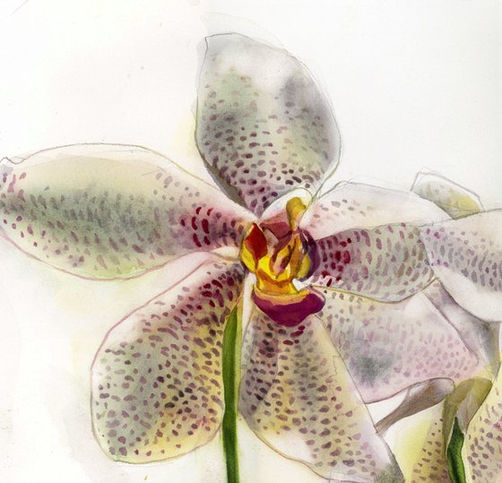 orchid in white