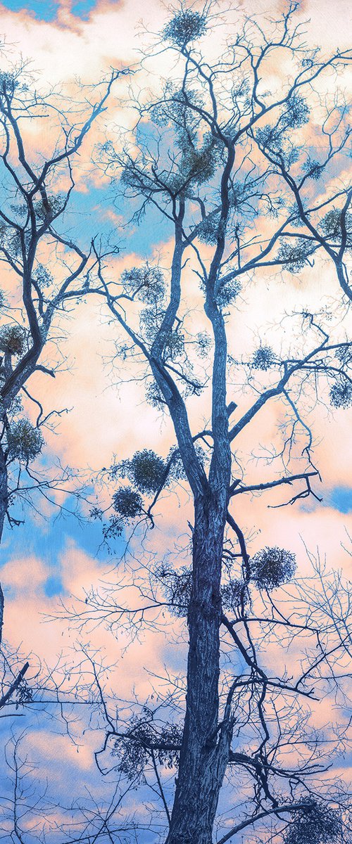 Hope for spring. by Valerix