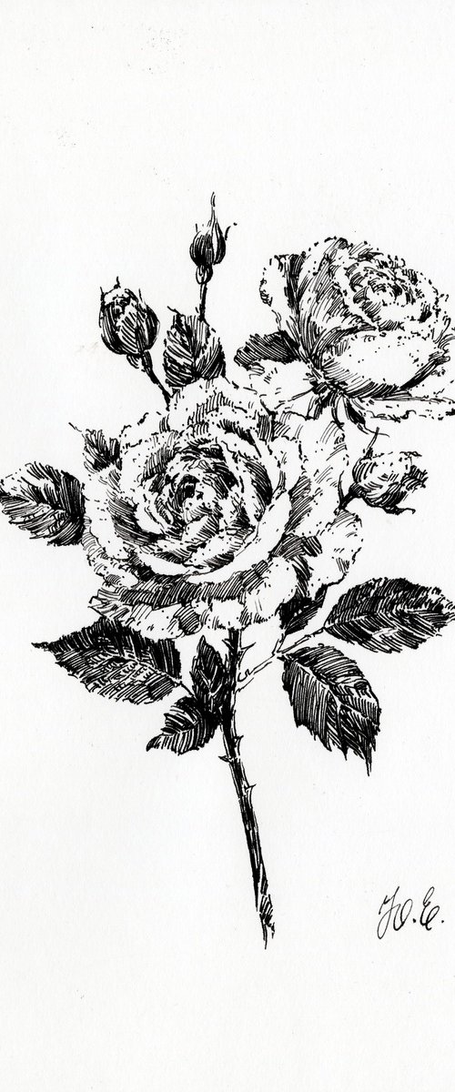 Novalis roses by Yulia Evsyukova