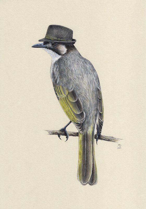 Original pastel drawing bird "Light-vented bulbul"