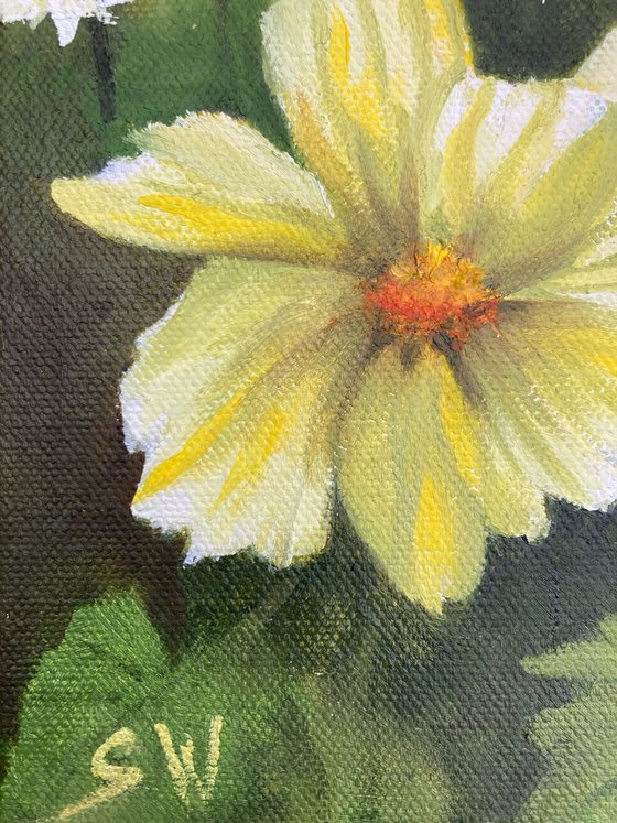 Yellow Cosmos