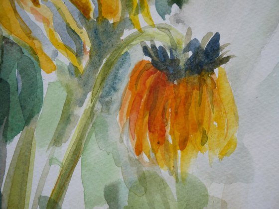 Sunflowers